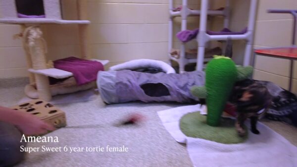 Lucy Mackenzie Humane Society- Adoptables