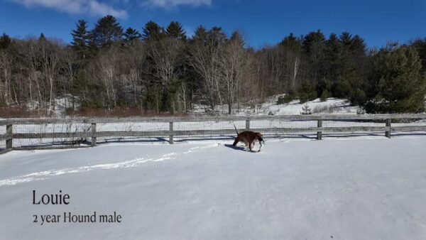 Lucy Mackenzie Humane Society- Adoptables