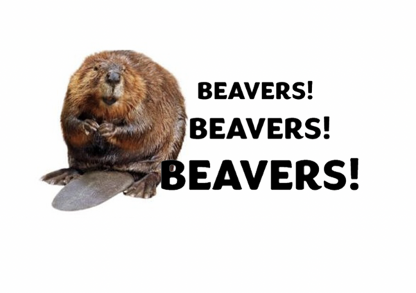 Beavers Beavers Beavers
