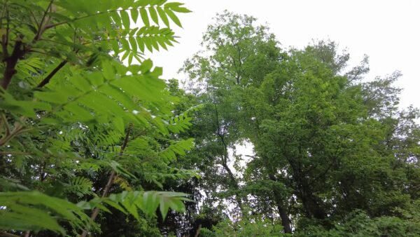 Station ID- Nature Spot Rainy Day