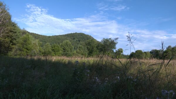 Station ID- Nature Spot Summer Field